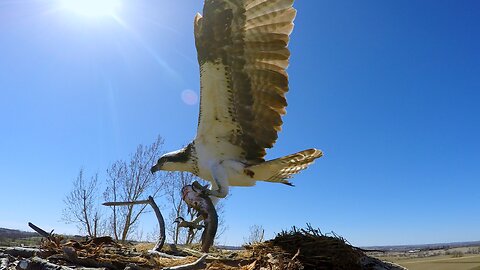 Osprey in the nest fight over a catfish meal