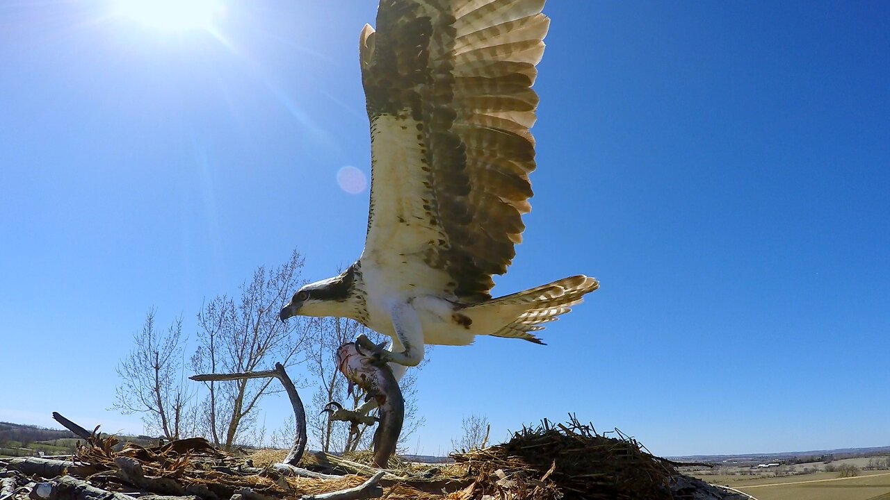 Osprey in the nest fight over a catfish meal