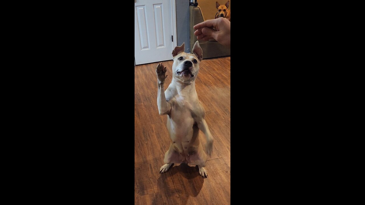 How to train your dog to O/ full version