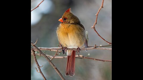 Cardenal