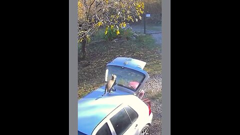 These Cats Share One Brain Cell 😂