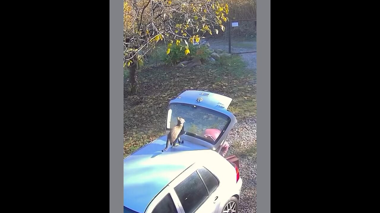 These Cats Share One Brain Cell 😂