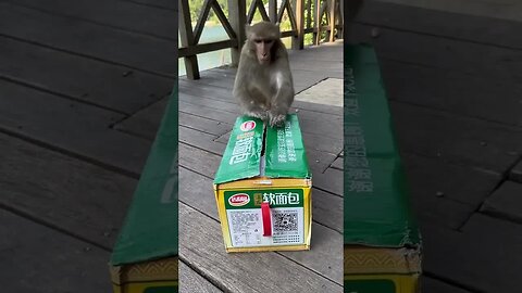 Funny monkey