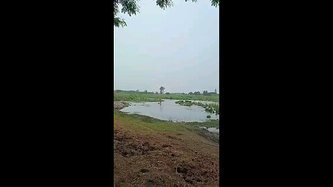 satisfying Video