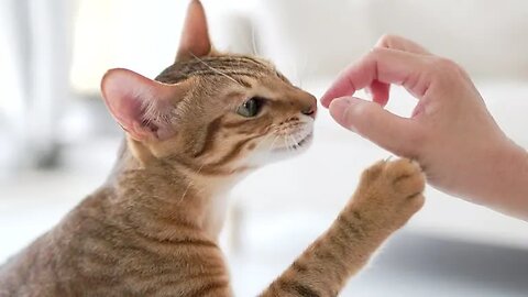 Are you cat addicted?🙀