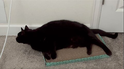 Piper Thoughts 7/20/25 - Adopting a Cat from a Shelter Vlog