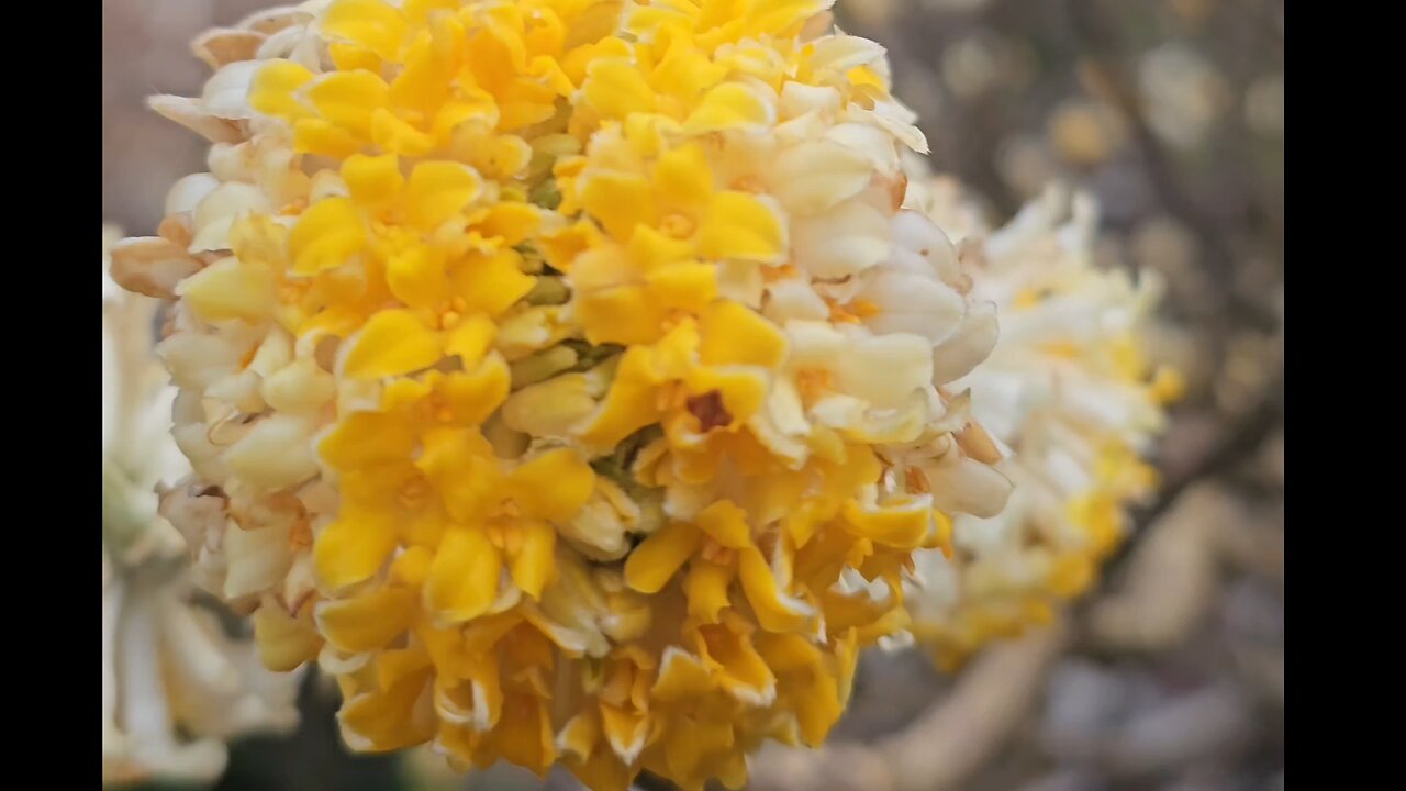 Edgeworth Grandiflora