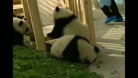 cutest pandas 🐼 playing