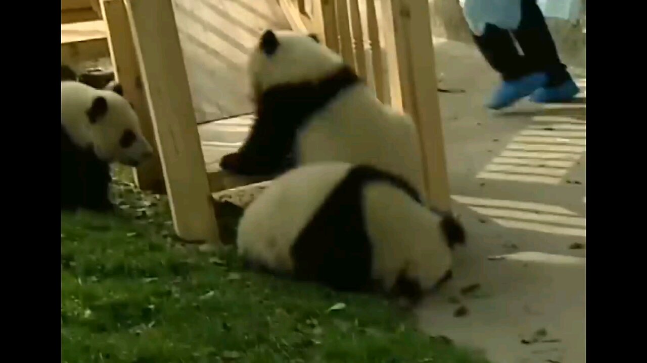 cutest pandas 🐼 playing