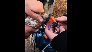 Bomberos salvan a decenas de aves de un incendio en Moscú