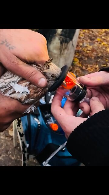 Bomberos salvan a decenas de aves de un incendio en Moscú