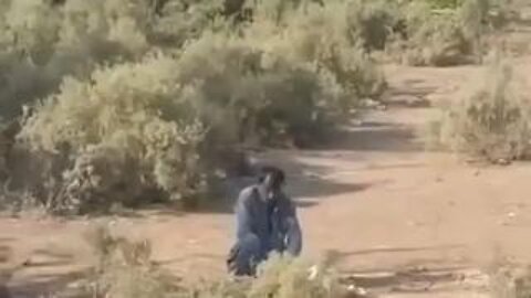 They Are Raping the Dogs!