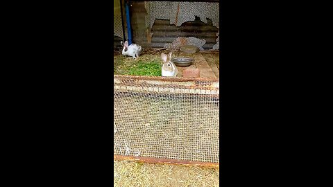 cute rabbit 🥰😍