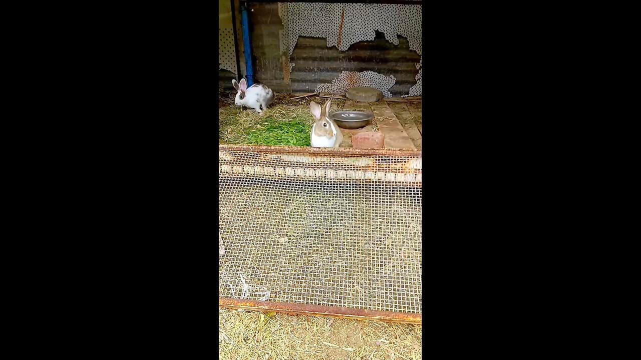 cute rabbit 🥰😍