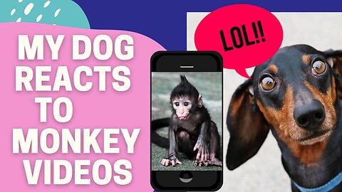 My Dog Reacts To Funny Monkey Videos
