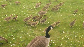 Geese Parade Baby Goslings Guided to Pond