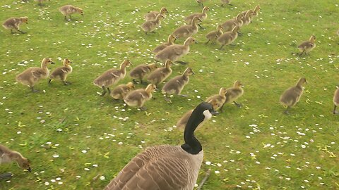 Geese Parade Baby Goslings Guided to Pond