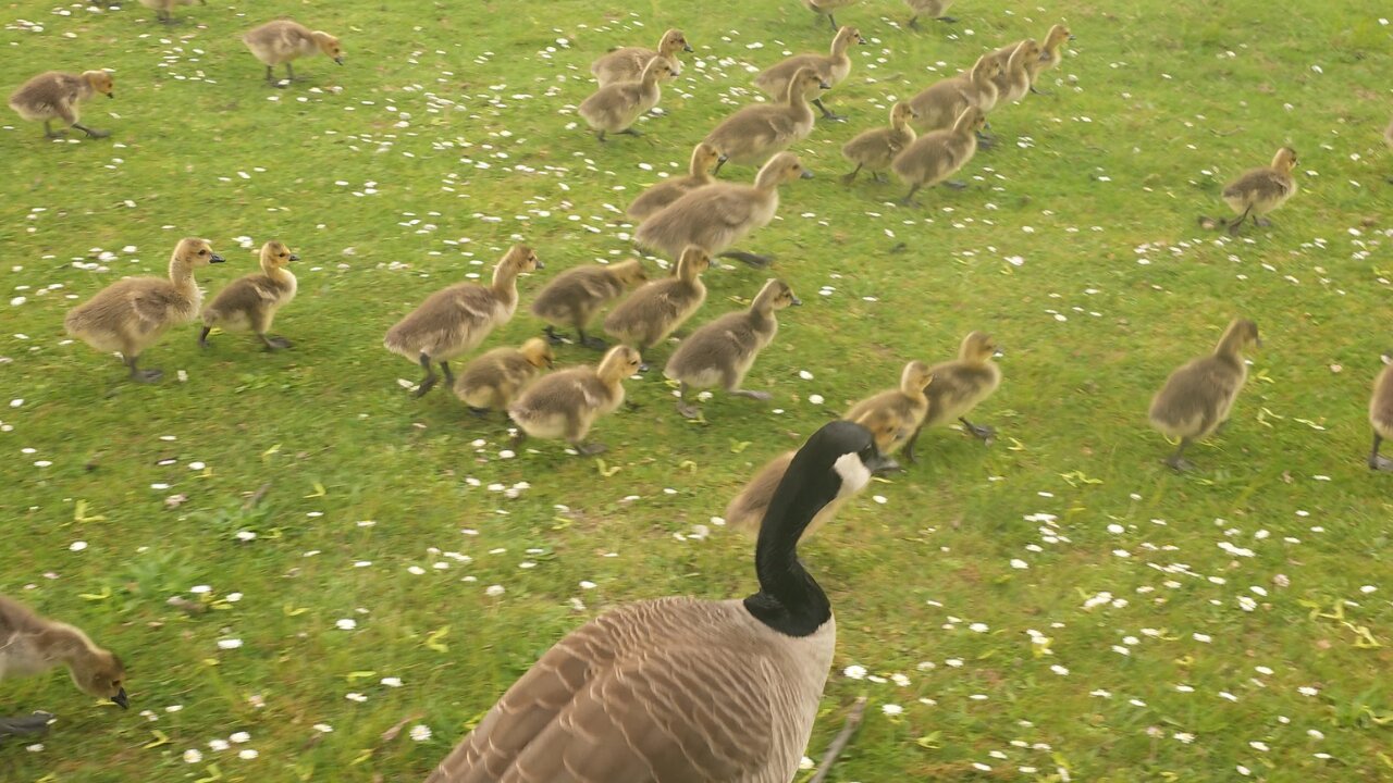 Geese Parade Baby Goslings Guided to Pond