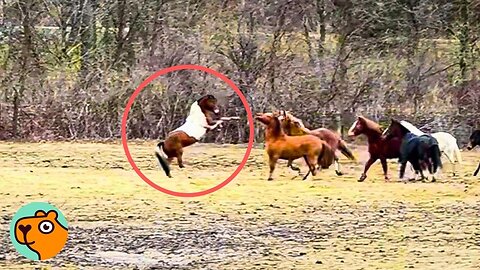 Horse Escaped To Run With His Herd To Freedom | Cuddle Buddies