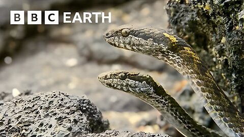 Greatest Fights In The Animal Kingdom: Part 3