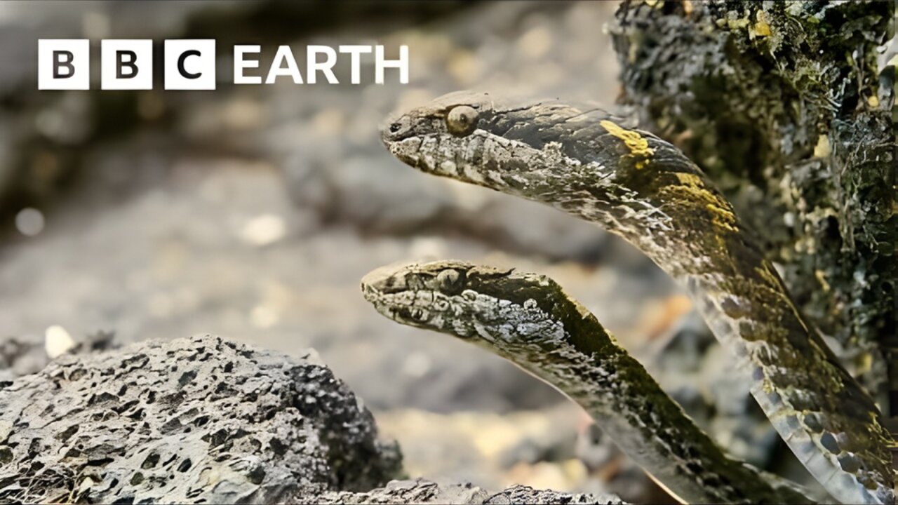 Greatest Fights In The Animal Kingdom: Part 3
