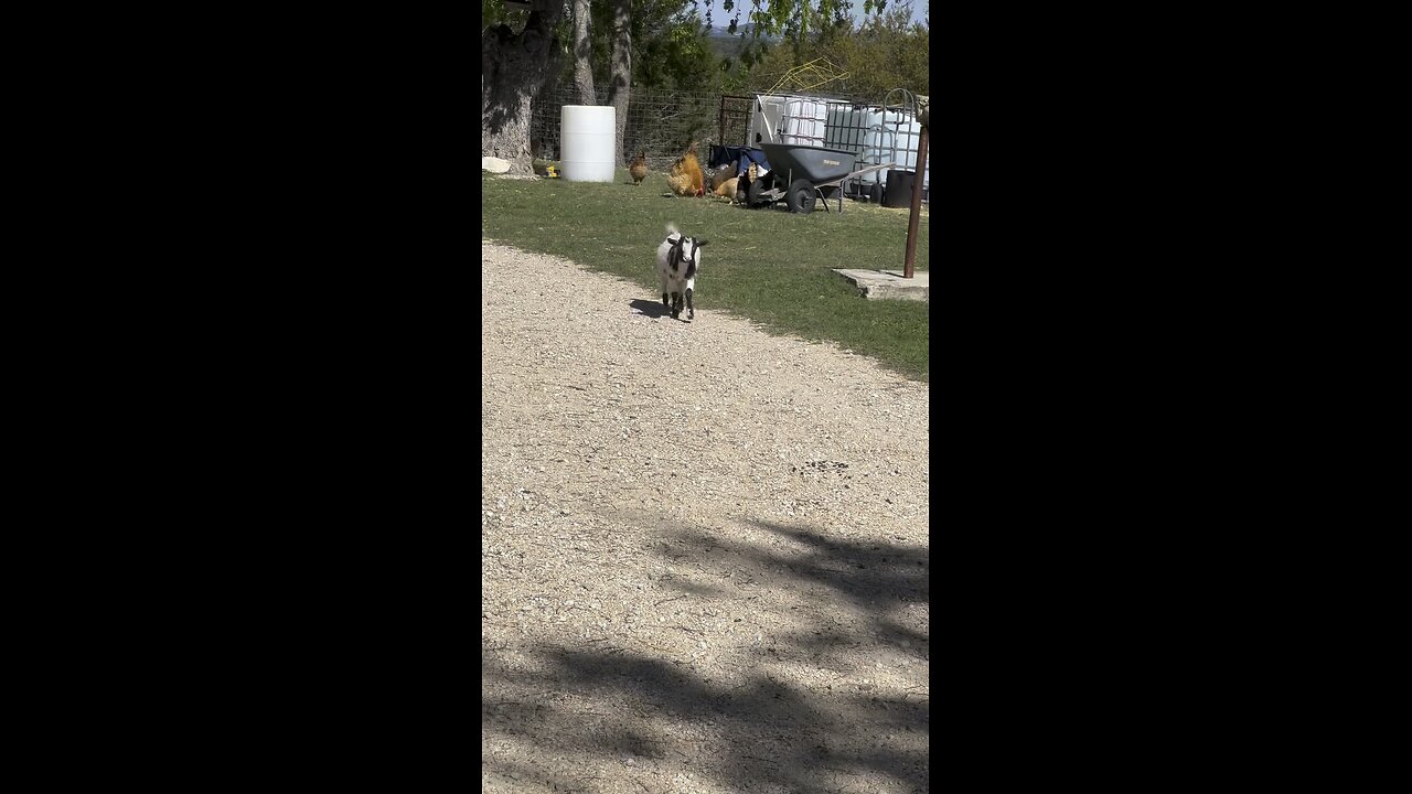More mini goats and chickens