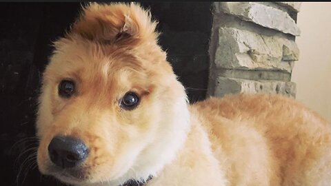 The “unicorn dog” has conquered the Internet: a dog with an ear in the middle of its head