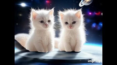 Cute Cat Picture