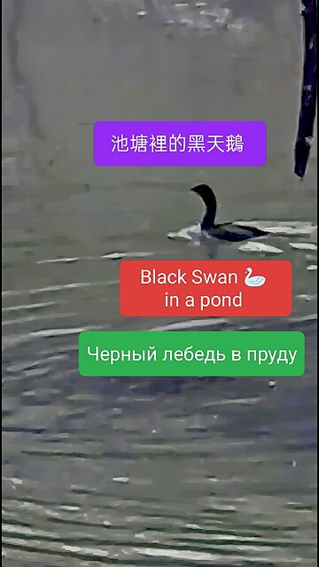 Experience the vibrant blend of culture and commerce in this exciting tour. #IndianInRussia #Russian