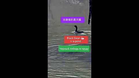 Experience the vibrant blend of culture and commerce in this exciting tour. #IndianInRussia #Russian