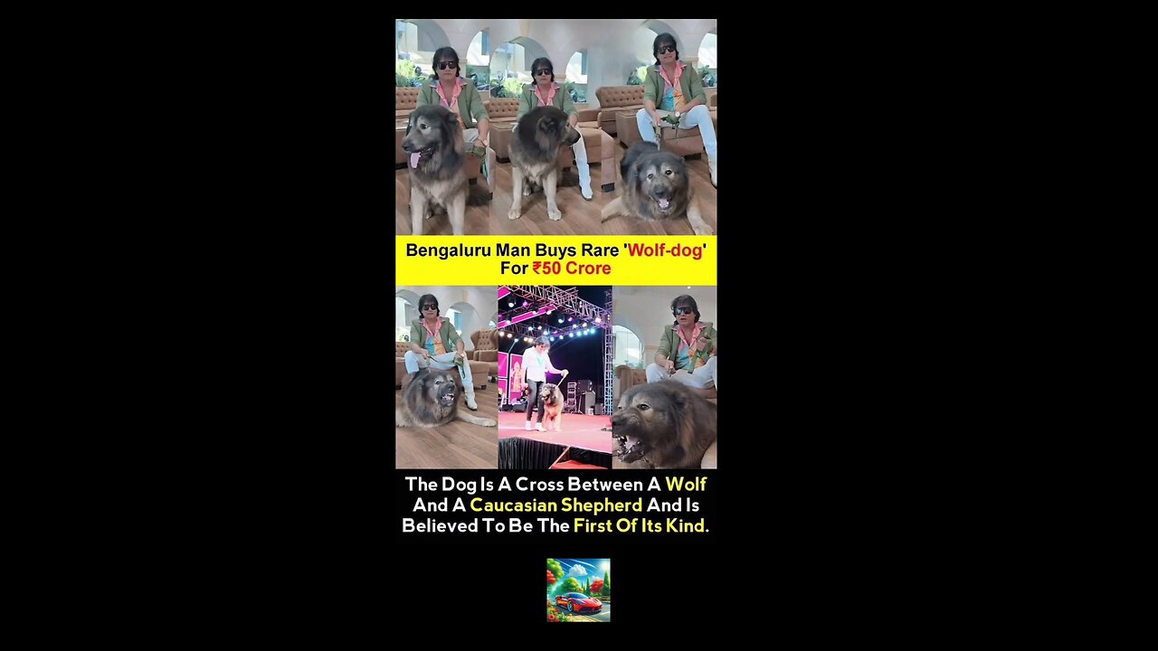 50 Cr. Dog 😲