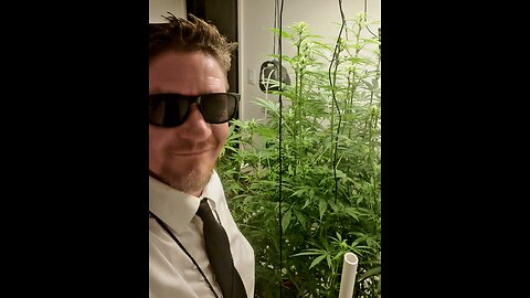 RDWC hydroponic routine