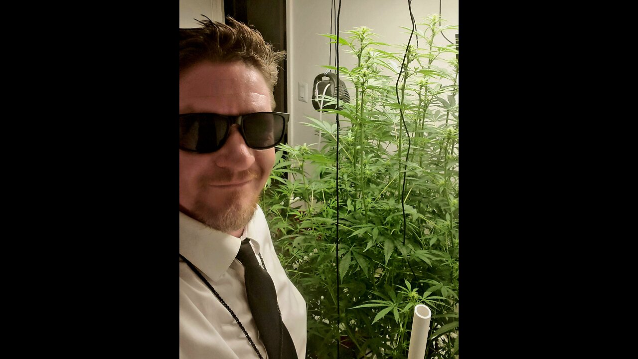 RDWC hydroponic routine