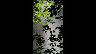 🌧️AS SOOTHING RAINDROPS GENTLY KISS THE EARTH 🌧️