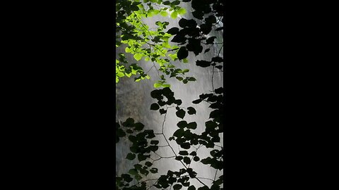 🌧️AS SOOTHING RAINDROPS GENTLY KISS THE EARTH 🌧️