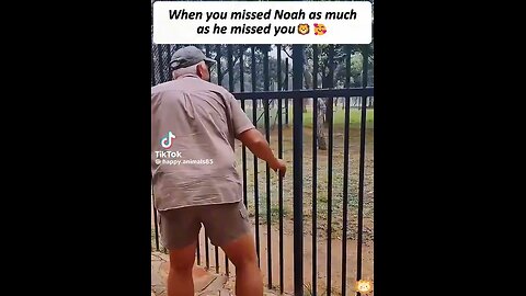 Pure Happiness & Love When Lions Are Reunited With Their Rescuers Is Amazing😍🥰🥹