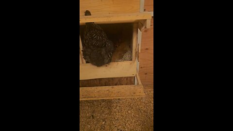 thr nesting boxes are crowded