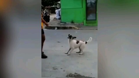 Try Not To Laugh Animal Video XOXOXO