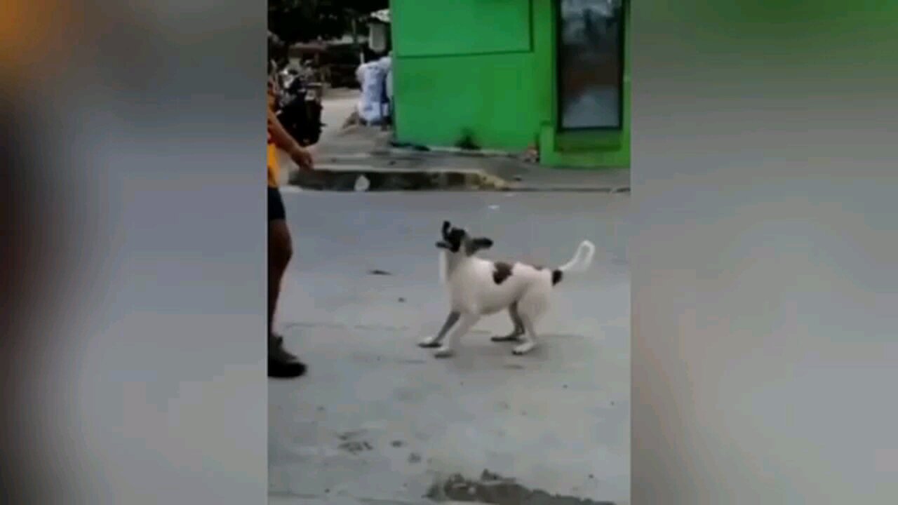 Try Not To Laugh Animal Video XOXOXO