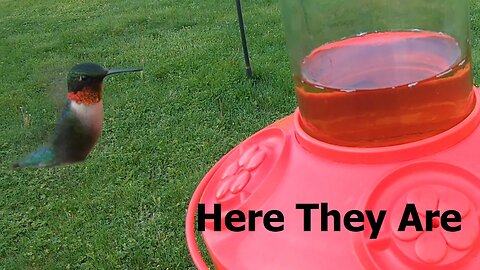 Hummingbirds Have Arrived In New Hampshire