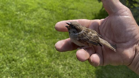 The sparrow wants to drink