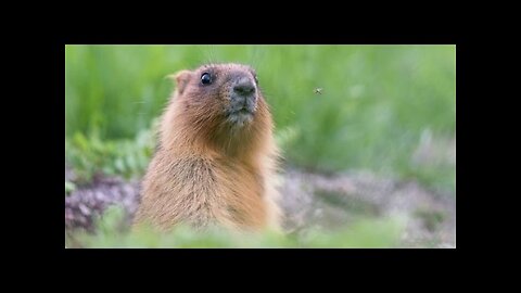 What Does the Bible say About Groundhog Day? Podcast