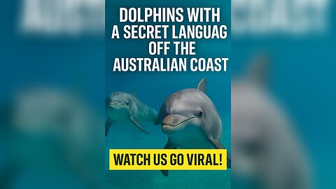 Dolphins With a Secret Language Off the Australian Coast(Rumble Exclusive)