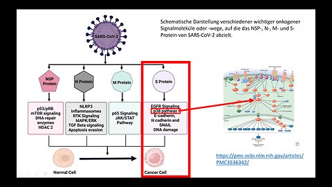 " M-RNA PATHOMECHANISMEN " - Dr. Sabine Stebel