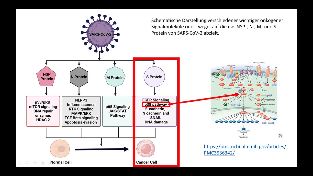 " M-RNA PATHOMECHANISMEN " - Dr. Sabine Stebel