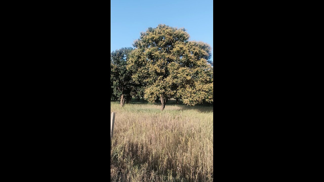 Mango trees 🌳