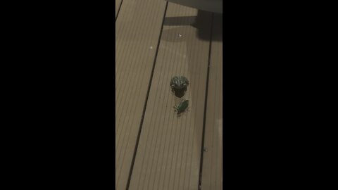 Frog loses to grasshopper