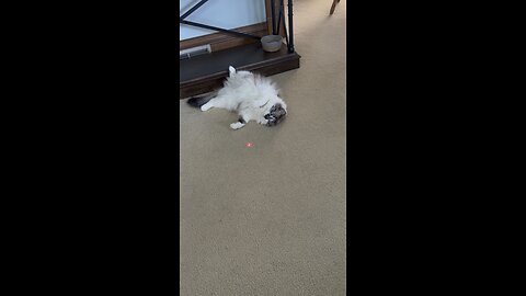 Lazy play with Luna