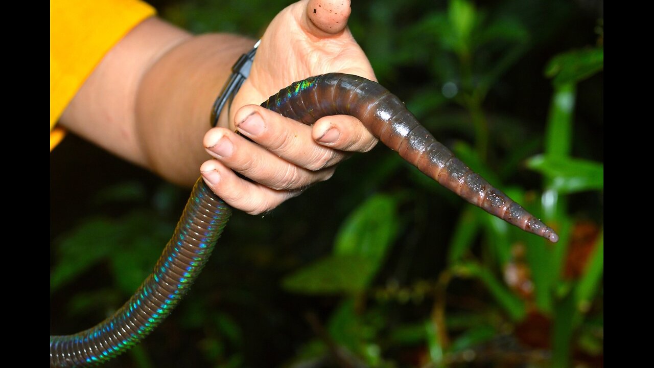 The World's Most Giant Earth Worms ! - Incredible Size !