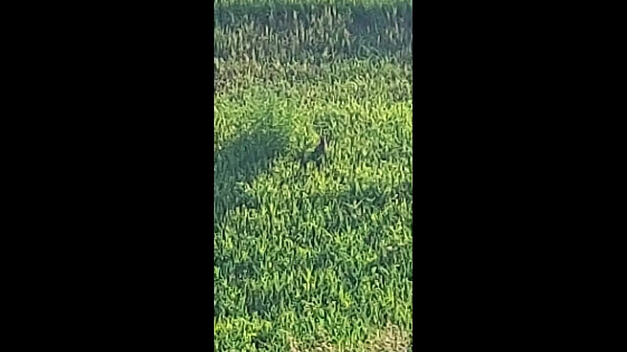 bunny